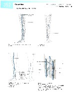 Sobotta  Atlas of Human Anatomy  Trunk, Viscera,Lower Limb Volume2 2006, page 359